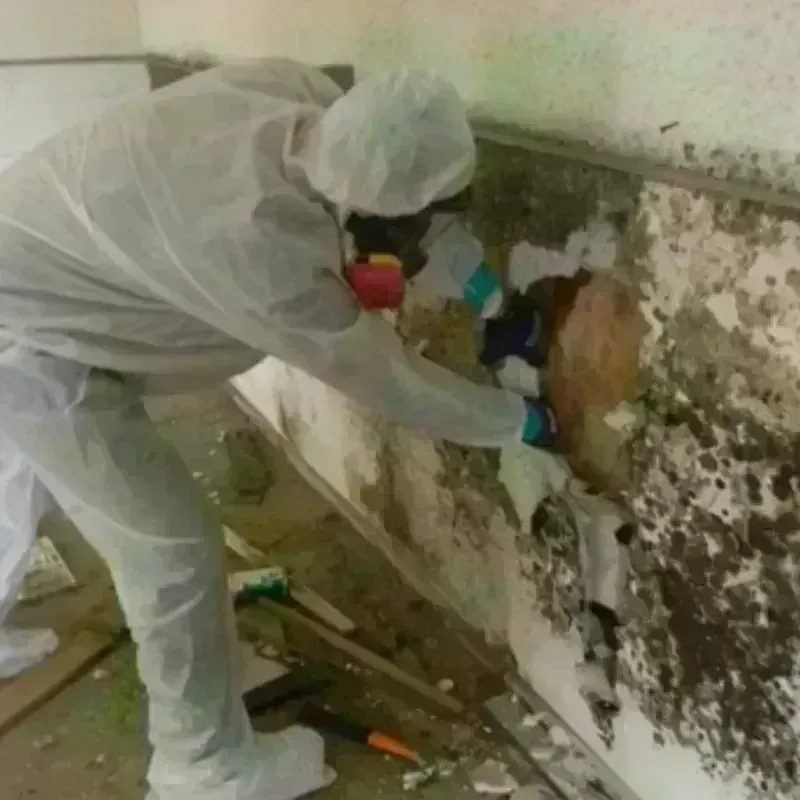 Mold Remediation and Removal in Kanawha County, WV